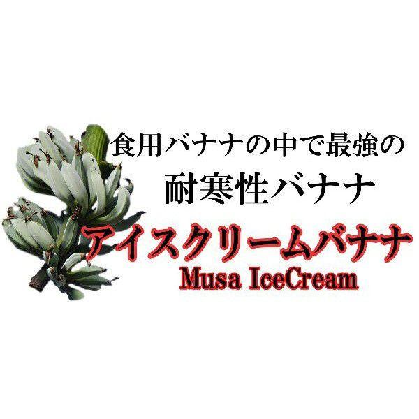 耐寒性が強いアイスクリームバナナ大苗42/バニラ風味のバナナ 耐寒性が強いアイスクリームバナナ大苗42/バニラ風味のバナナ
