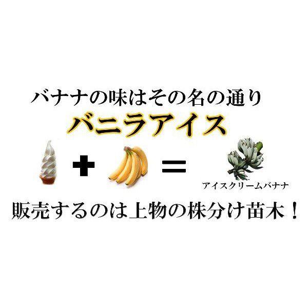 耐寒性が強いアイスクリームバナナ大苗42／バニラ風味のバナナ｜okuhida-fram｜04