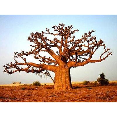 星の王子様に出てくる10年ものバオバブの木No143 : 栽培者直販の熱帯