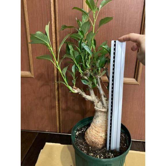 星の王子様に出てくる10年ものバオバブの木no9 盆栽に最適 Nysdvzkz 栽培者直販の熱帯植物専門販売店 通販 Yahoo ショッピング