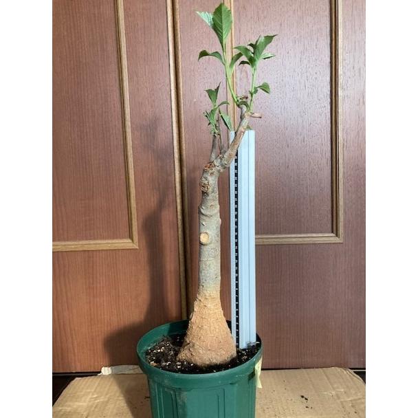 最高品質 星の王子様に出てくる10年ものバオバブの木no8 盆栽に最適 Mxsxqe6umu 栽培者直販の熱帯植物専門販売店 通販 Yahoo ショッピング 豪華 Viajealasostenibilidad Org