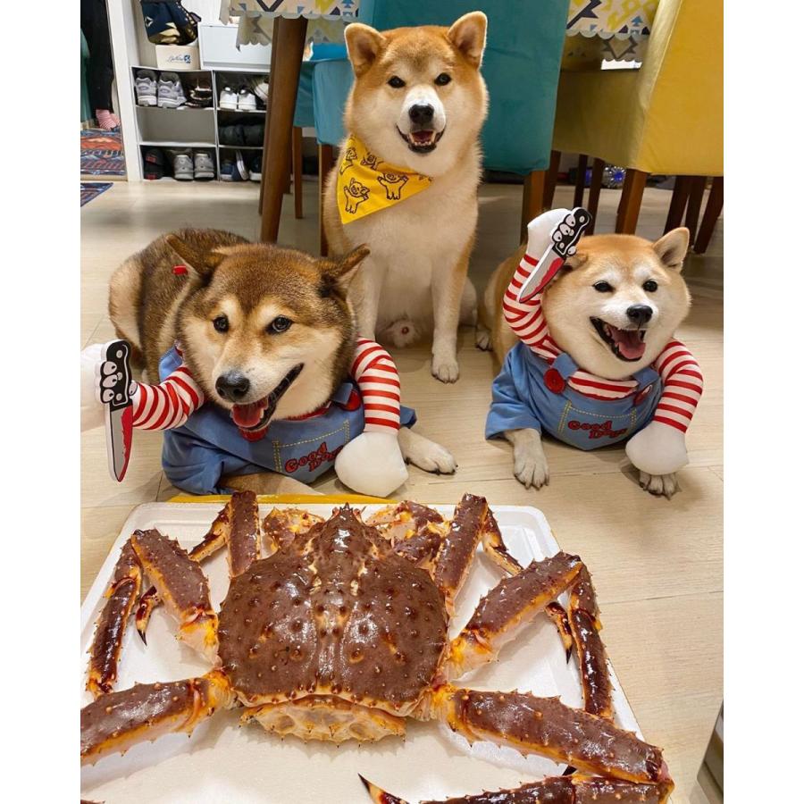 犬 服 犬服 犬の服 猫服 カラフル ドッグウェア 秋冬 秋服 冬服 秋 冬 おしゃれ 可愛 チワワ 柴犬 洋服 ふわふわ もこもこ 暖かい おもしろ オシャレ Pet 奥の細道 通販 Yahoo ショッピング