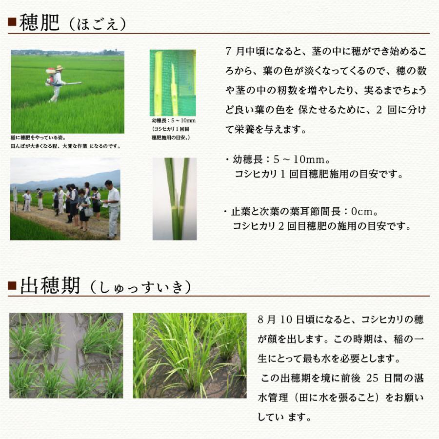 おくさま印 米 お米 米30kg 白米 送料無料 コシヒカリ 新潟県産 おくさま印 米 お米 米30kg 白米 送料無料 コシヒカリ 新潟県産
