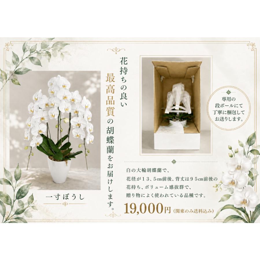 胡蝶蘭　一寸ぼうし | 
