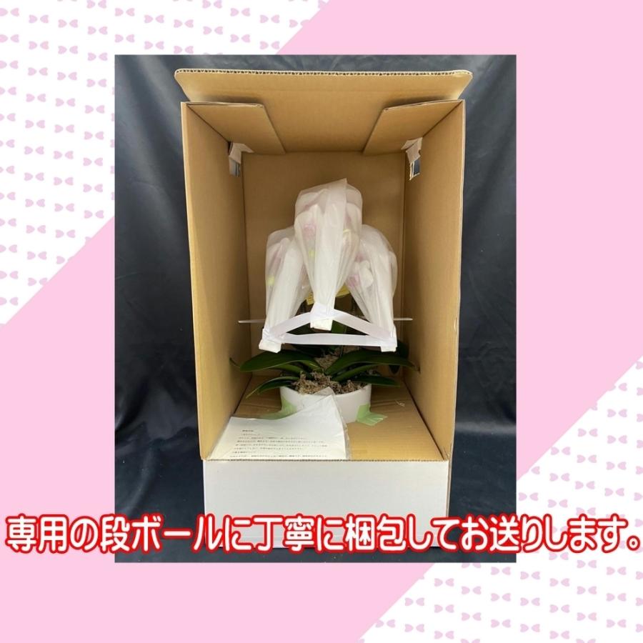 胡蝶蘭　一寸ぼうし |  | 01