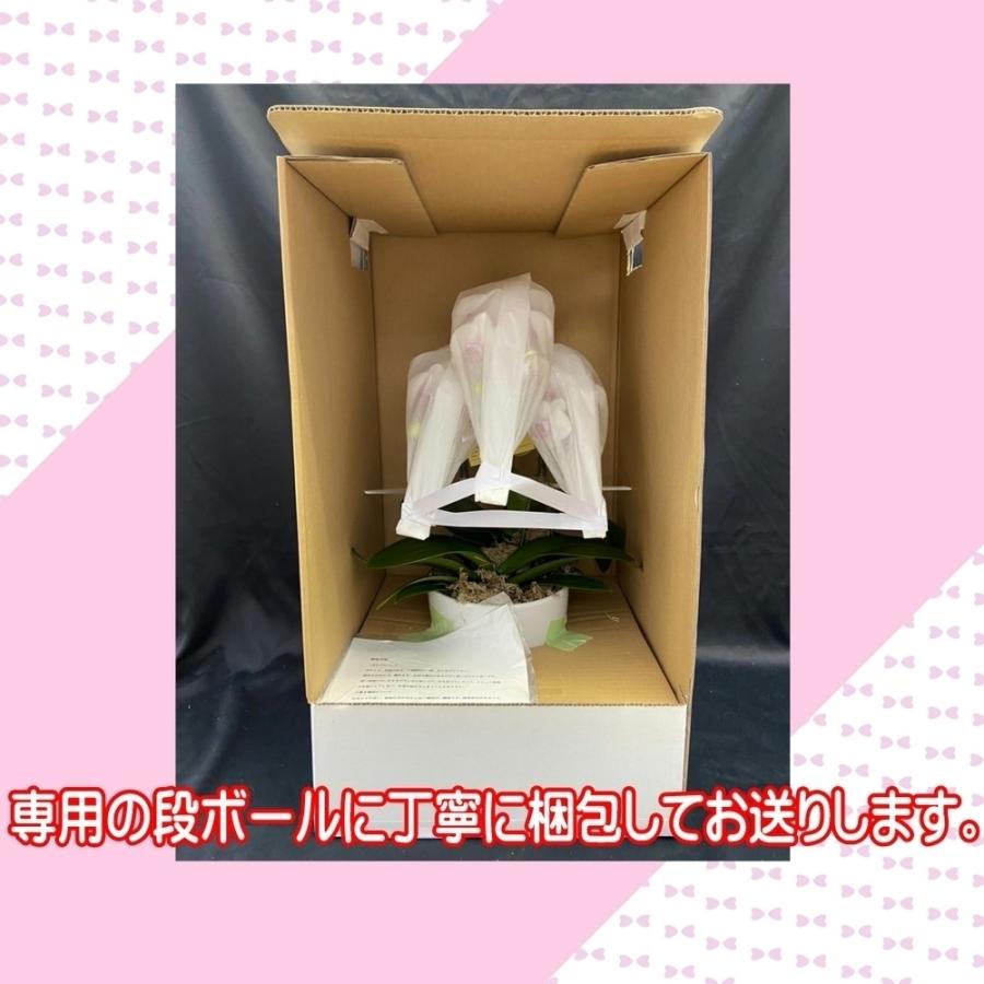 胡蝶蘭　ミユキ |  | 01