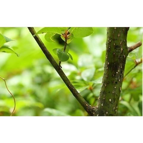 Kuromoji Floral Water クロモジ フローラルウォーター 30ml 殺菌力はアルコール以上 インフルエンザ菌 黄色ブドウ球菌を99 99 死滅 大岡屋横丁 通販 Yahoo ショッピング