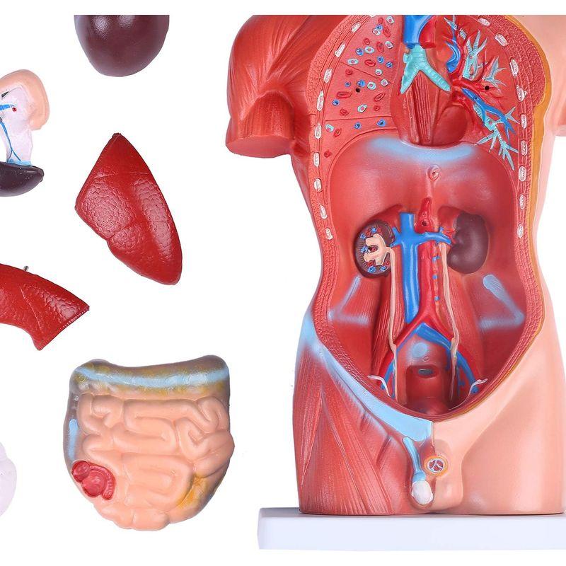 JUEKO人体模型 男性モデル リアルタイプ 44? 解剖モデル 人体解剖図 内臓 標本 パーツ取り外し可能 教材 学校 病院 JK-432｜olc-store｜03