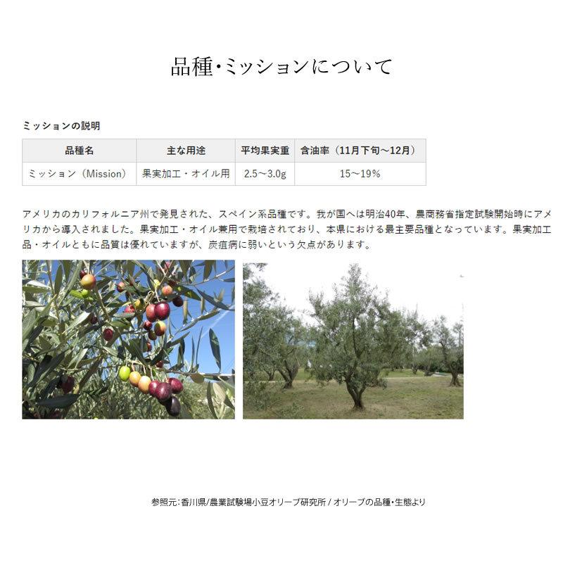 小豆島産 オリーブ苗木 半年〜3年生 小豆島産 オリーブ 苗木