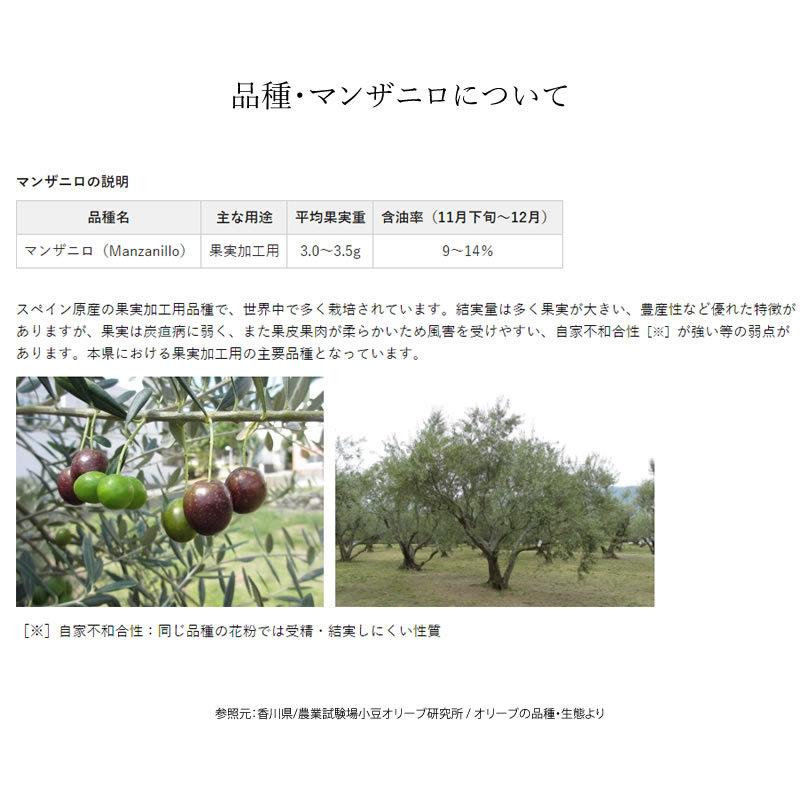 小豆島産 オリーブ苗木 半年〜3年生 小豆島産 オリーブ 苗木