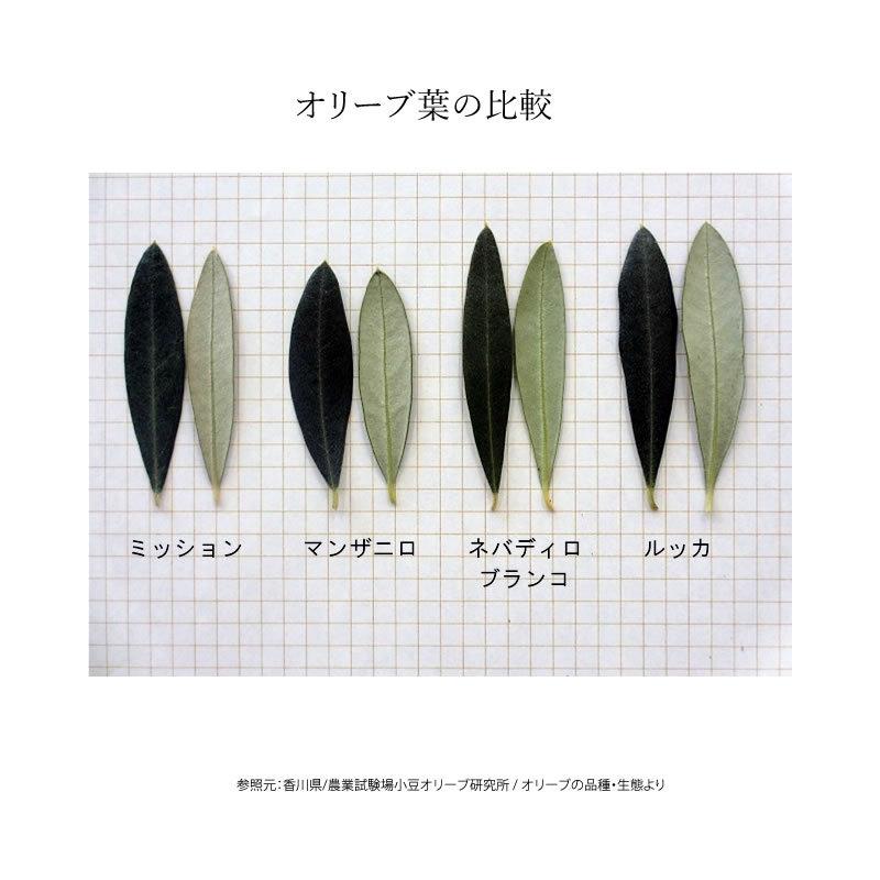 小豆島オリーブ　オリーブの木　株元　ミッション　樹齢25年以上　抜き苗発送 小豆島オリーブ オリーブの木 株元 ミッション 樹齢25年以上 抜き苗