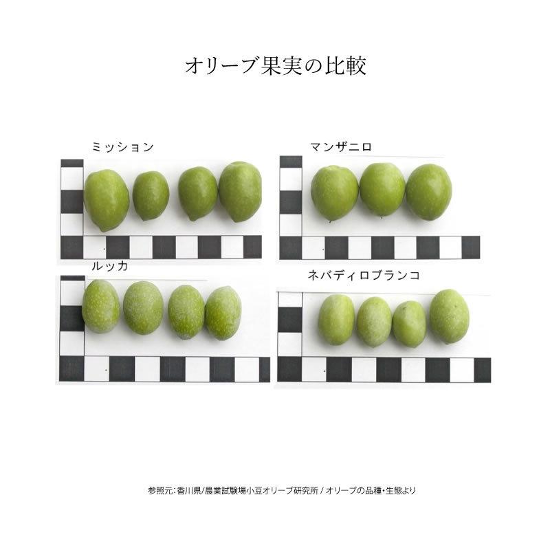 小豆島産 オリーブ苗木 半年〜3年生 小豆島産 オリーブ 苗木