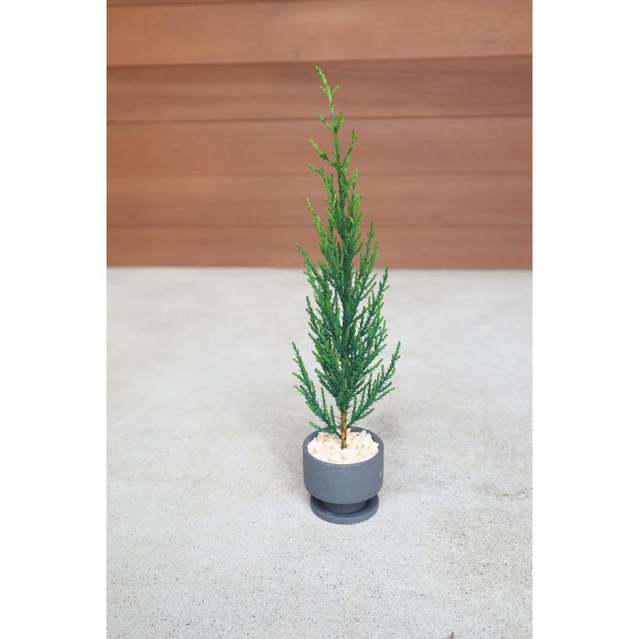 プリザーブドツリー ゴールドクレスト Tokocie 緑色 グリーン 室内専用 長期保存 観葉植物 インテリア 約23センチ 針葉樹 コニファー 陶器鉢 G 116 観葉植物販売 Ollivier 通販 Yahoo ショッピング
