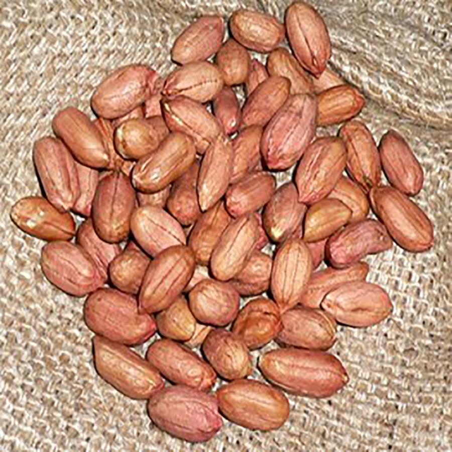 ナッツ 千葉県産 落花生 生 1kg（500g×２） |  | 01