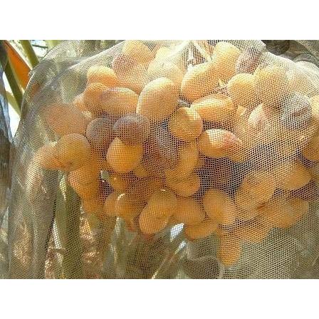 新色追加 デーツ オーガニックデーツ 5kg 箱売り 業務用 砂糖 保存料不使用 アメリカ産 優れた栄養素で話題 Wantannas Go Id