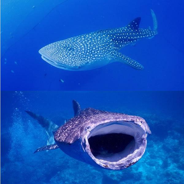 ジンベイザメ グッズ おもしろ Tシャツ サメ 雑貨 鮫 オリジナル メンズ レディース S M L Xl 3l 4l プリント 服 面白い 可愛い おしゃれ かわいい 魚 海 ギフト Jinbeizame T お祭りコム Tシャツ 無地 プリント 通販