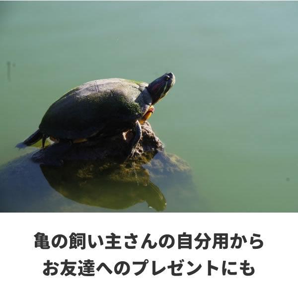 亀 グッズ プレゼント カメ Tシャツ ワンポイント 雑貨 おもしろ オリジナル メンズ レディース プリント かめ 服 可愛い おしゃれ 面白い Kame Wan T お祭りコム Tシャツ 無地 プリント 通販 Yahoo ショッピング