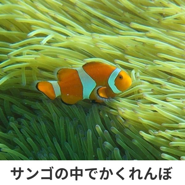 クマノミ グッズ おもしろ Tシャツ 雑貨 オリジナル メンズ レディース S M L Xl 3l 4l プリント 服 面白い 可愛い おしゃれ かわいい 魚 海 ギフト Kumanomi T お祭りコム Tシャツ 無地 プリント 通販 Yahoo ショッピング