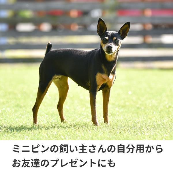 ミニピン グッズ Tシャツ 服 ミニチュアピンシャー 雑貨 オリジナル 犬柄 メンズ レディース S M L Xl 3l 4l プリント 犬 可愛い おしゃれ かわいい Minipin T お祭りコム Tシャツ 無地 プリント 通販 Yahoo ショッピング