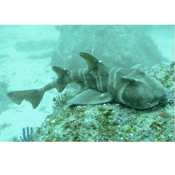 ネコザメ グッズ Tシャツ サメ おもしろ 雑貨 オリジナル メンズ レディース S M L Xl 3l 4l プリント 服 面白い 可愛い おしゃれ かわいい 魚 海 鮫 Nekozame T お祭りコム Tシャツ 無地 プリント 通販 Yahoo ショッピング