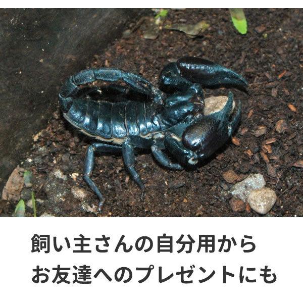 サソリ Tシャツ グッズ おもしろ 雑貨 さそり オリジナル メンズ レディース S M L Xl 3l 4l 男性 女性 カラー 可愛い おしゃれ 面白い シュール Sasori T お祭りコム Tシャツ 無地 プリント 通販 Yahoo ショッピング