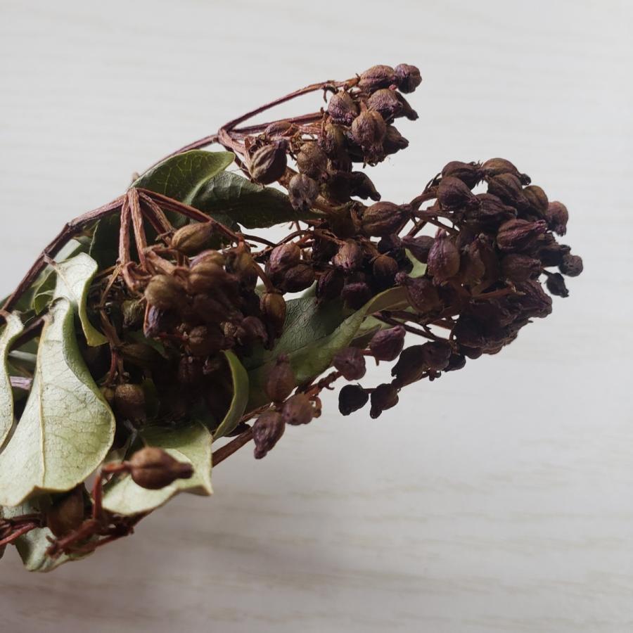 ビバーナム ティナスベリ ドライフラワー C 大宮フラワーセンターネット通販 通販 Yahoo ショッピング