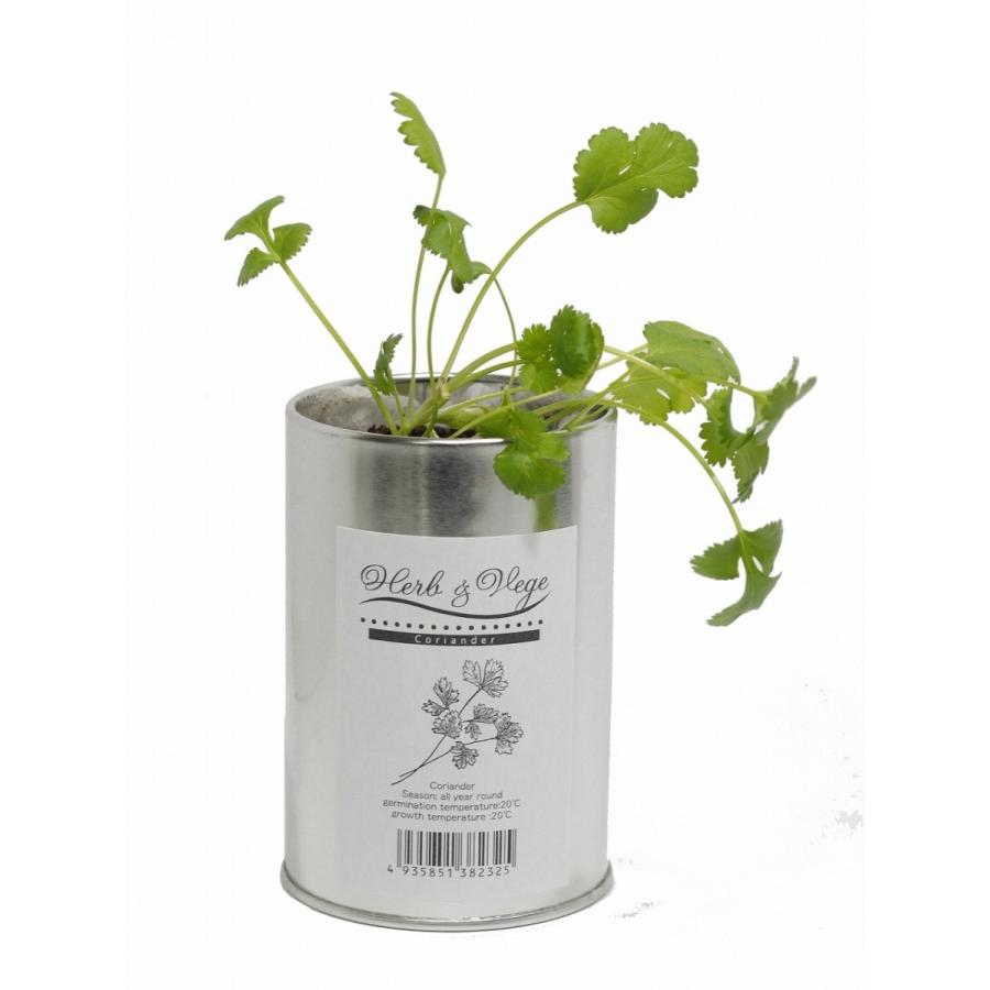 栽培キット 選べる3個セット ハーブ ベジs 種 缶 室内 バジル イタリアンパセリ コリアンダー ミント ナガクラ 3set Herbveges Omo Shop 通販 Yahoo ショッピング