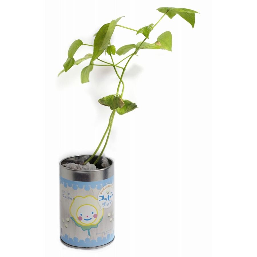 栽培キット 選んだ分だけ リトルガーデン ムライタケシデザイン かわいい 缶 種 室内 ミニトマト バジル ストロベリー ヒマワリ コリアンダー ナガクラ Saibaikit Littlegarden Omo Shop 通販 Yahoo ショッピング