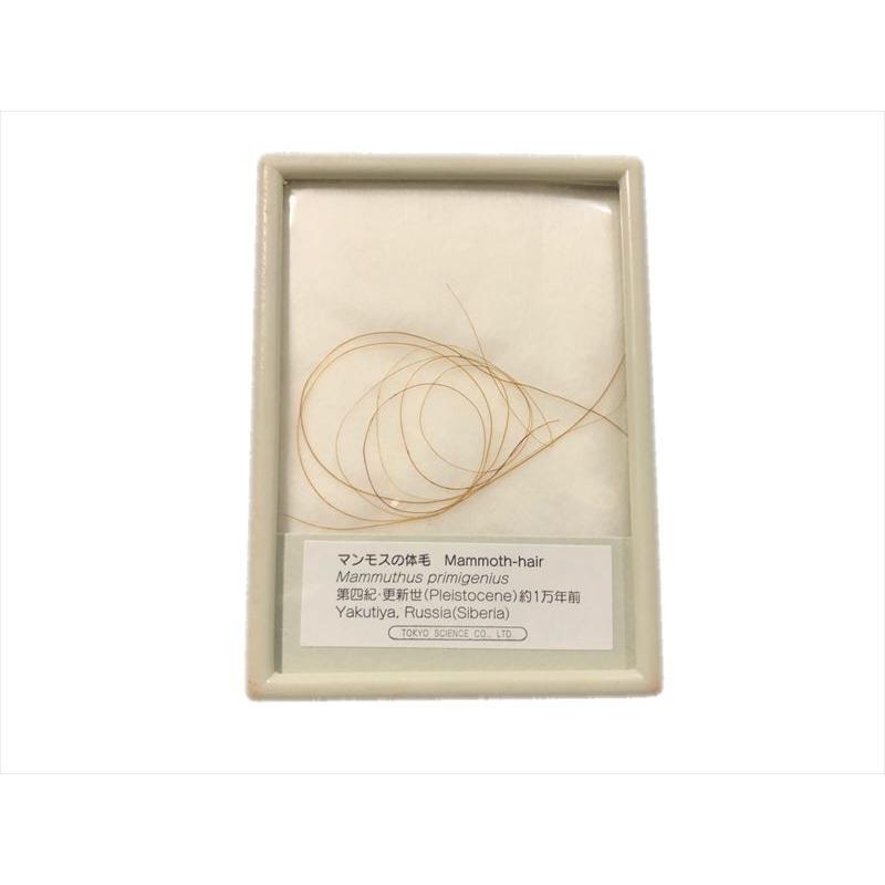 約一万年前のマンモスの体毛 マンモス 体毛 毛 本物 実物 マンモスの毛 マンモス展 氷河時代