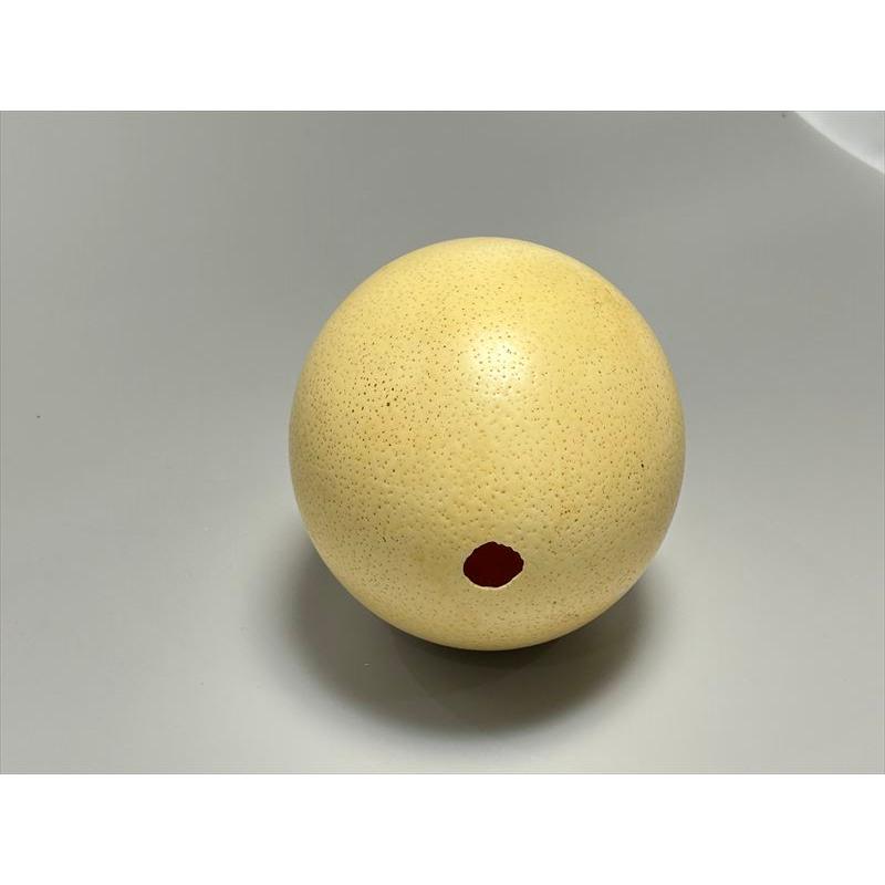 ダチョウ 卵 貴重な卵の殻 オブジェ 置物 ディスプレー　F９｜omosirohakubutukan7｜02