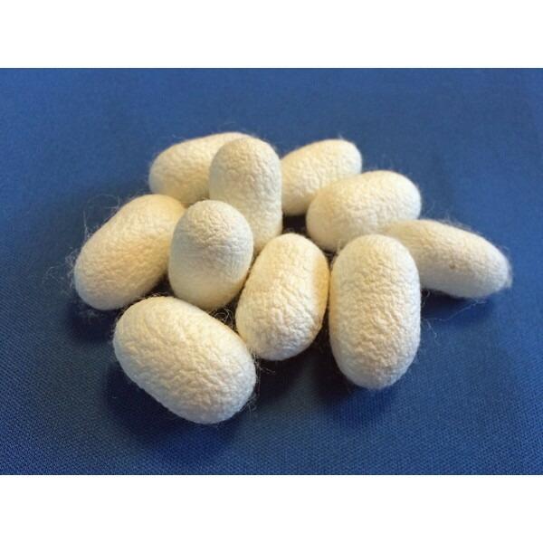 まゆたま 桑だけで育った蚕が作った繭玉