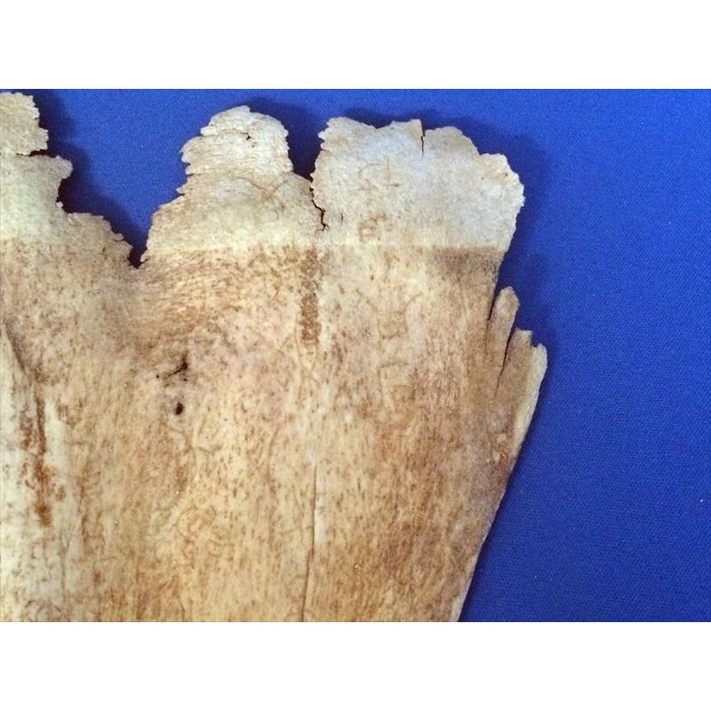 甲骨文字 牛骨製 中国 レプリカ 遺跡 古代中国 教材 : おもしろ博物館