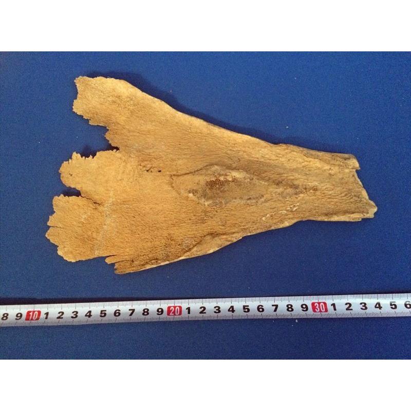 甲骨文字 牛骨製 中国 レプリカ 遺跡 古代中国 教材 : おもしろ博物館