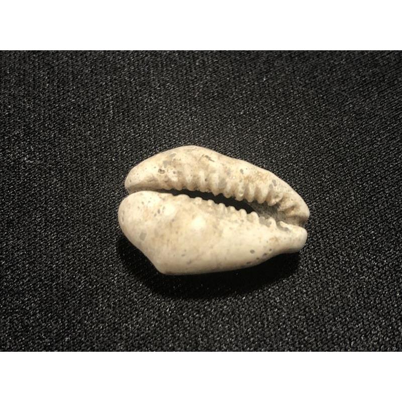 中国貝貨　紀元前1500年頃　古銭　貨幣　アンティーク　出土　縄文　石器 中国貝貨 紀元前1500年頃 古銭 貨幣 アンティークコイン 出土
