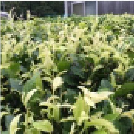 おもてなしギフト 静岡県袋井市 安間製茶がつくる心と味覚を満足させる濃厚なお茶をお届け 幻の白いお茶 つきしろ（白葉茶）90g |  | 03