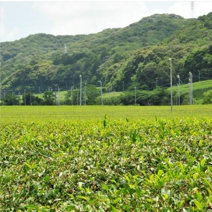 おもてなしギフト 静岡県袋井市 安間製茶がつくる心と味覚を満足させる濃厚なお茶をお届け 幻の白いお茶 つきしろ（白葉茶）90g |  | 05