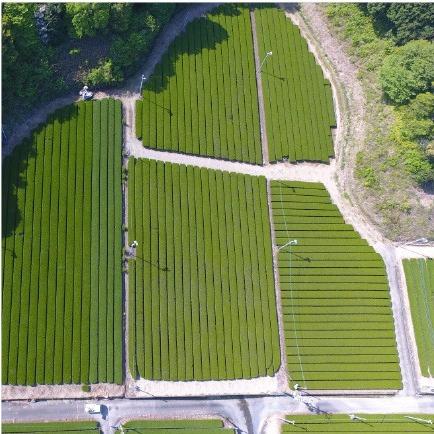 おもてなしギフト 静岡県袋井市 安間製茶がつくる心と味覚を満足させる濃厚なお茶をお届け 太陽の恵みの日天子・日輪 |  | 03