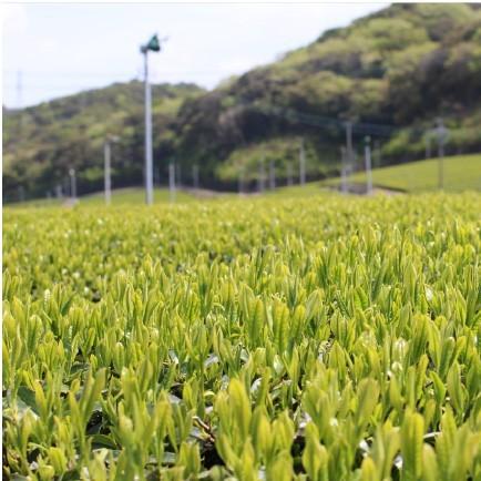 おもてなしギフト 静岡県袋井市 安間製茶がつくる心と味覚を満足させる濃厚なお茶をお届け つきしろ繊月と日天子とフィルターインボトルのセット |  | 04