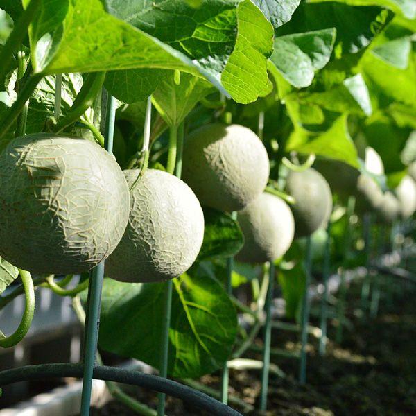 おもてなしギフト 進物用マスクメロン 名倉メロン農場 メロン職人名倉正司が育てた一木一果の進物用ギフトのマスクメロン Mサイズ |  | 04