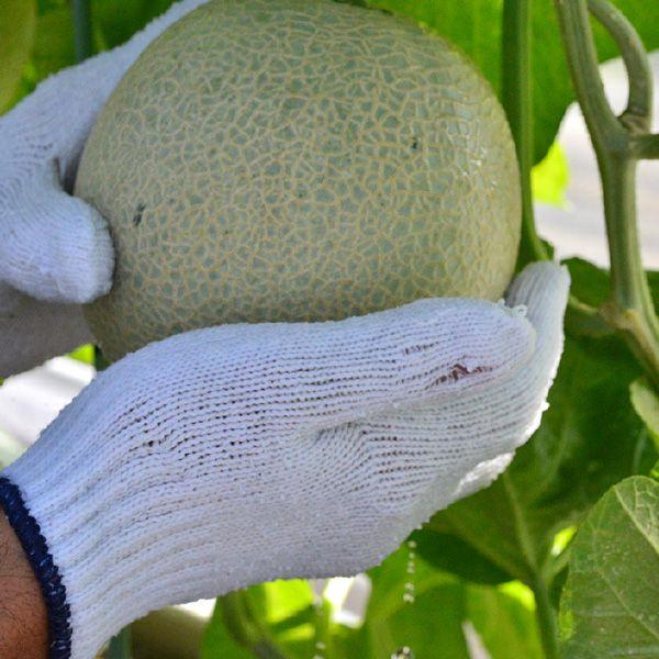 おもてなしギフト 進物用マスクメロン 名倉メロン農場 メロン職人名倉正司が育てた一木一果の進物用ギフトのマスクメロン Mサイズ |  | 05