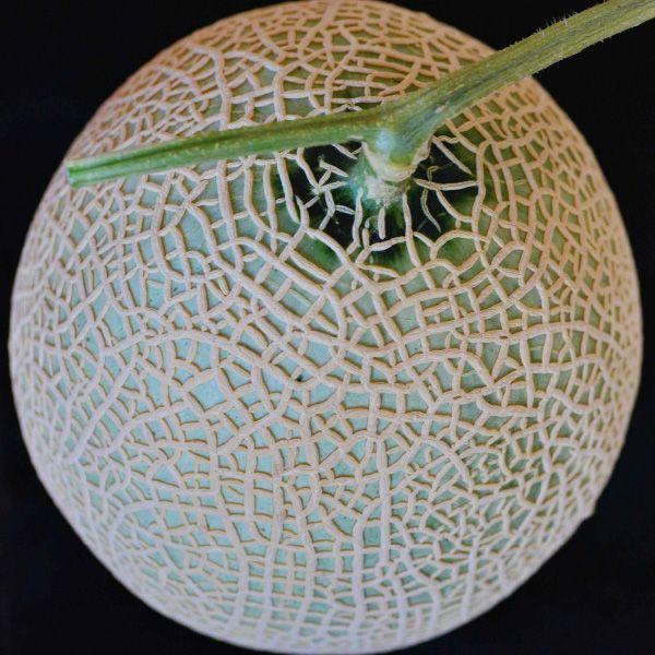 おもてなしギフト 進物用特選マスクメロン 名倉メロン農場 メロン職人名倉正司が育てた一木一果の進物用特選ギフトのマスクメロン Ｍサイズ |  | 04