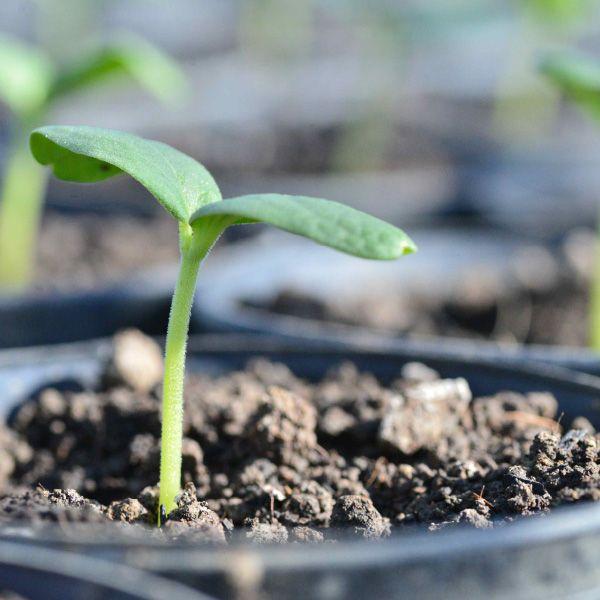 おもてなしギフト 進物用特選マスクメロン 名倉メロン農場 メロン職人名倉正司が育てた一木一果の進物用特選ギフトのお誕生日マスクメロン Ｍサイズ |  | 04