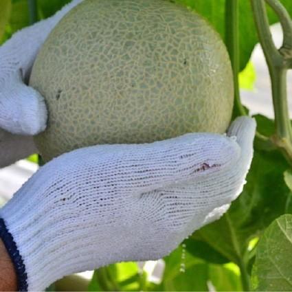 おもてなしギフト 農場カフェ用マスクメロン 名倉メロン農場 メロン職人名倉正司が育てた良品クラスのメロン6玉入り（8.0kg〜） |  | 04