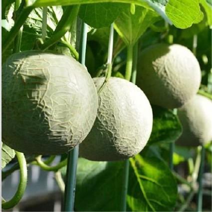 おもてなしギフト　農場カフェ用マスクメロン　名倉メロン農場　メロン職人名倉正司が育てた良品クラスのメロン2玉入り（1.3〜1.5kg） |  | 03