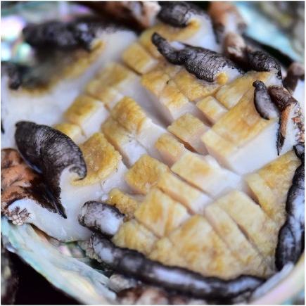 おもてなしギフト 活アワビ 石巻の寄磯浜の金華アワビ（蝦夷あわび） 強い海流に鍛えられて身がしまっていて甘みがあります |  | 01