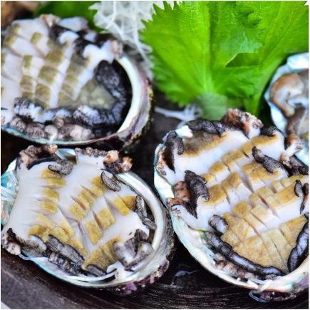 おもてなしギフト 活アワビ 石巻の寄磯浜の金華アワビ（蝦夷あわび） 強い海流に鍛えられて身がしまっていて甘みがあります |  | 02