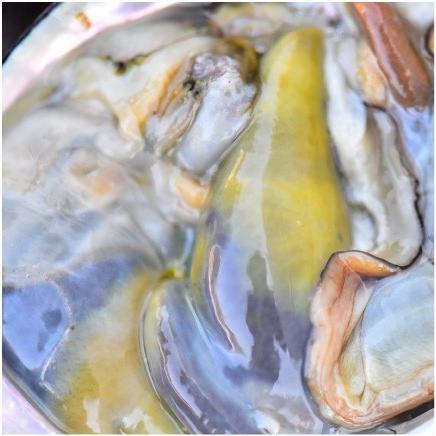 おもてなしギフト 活アワビ 石巻の寄磯浜の金華アワビ（蝦夷あわび） 強い海流に鍛えられて身がしまっていて甘みがあります |  | 03