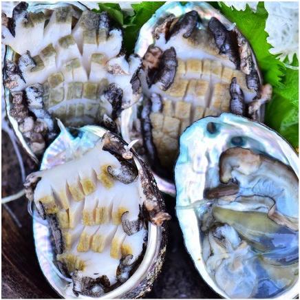 おもてなしギフト 活アワビ 石巻の寄磯浜の金華アワビ（蝦夷あわび） 強い海流に鍛えられて身がしまっていて甘みがあります |  | 04