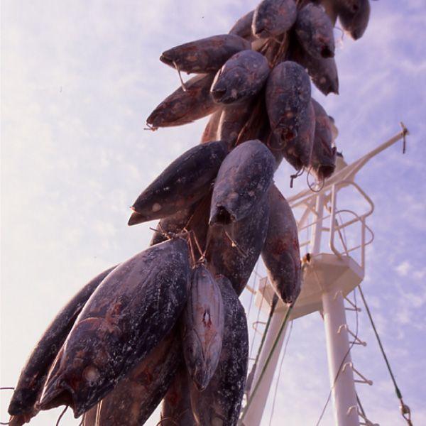 おもてなしギフト 三崎マグロ 天然本鮪（大トロ・中トロ・赤身）セット：05 |  | 03