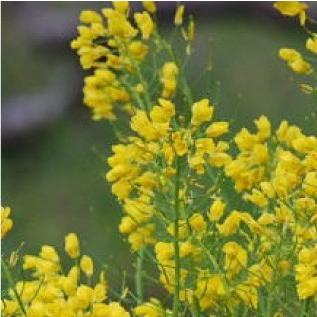 おもてなしギフト 蜂蜜 広島県の蜂蜜を届ける升田養蜂場の選べるはちみつセット |  | 02